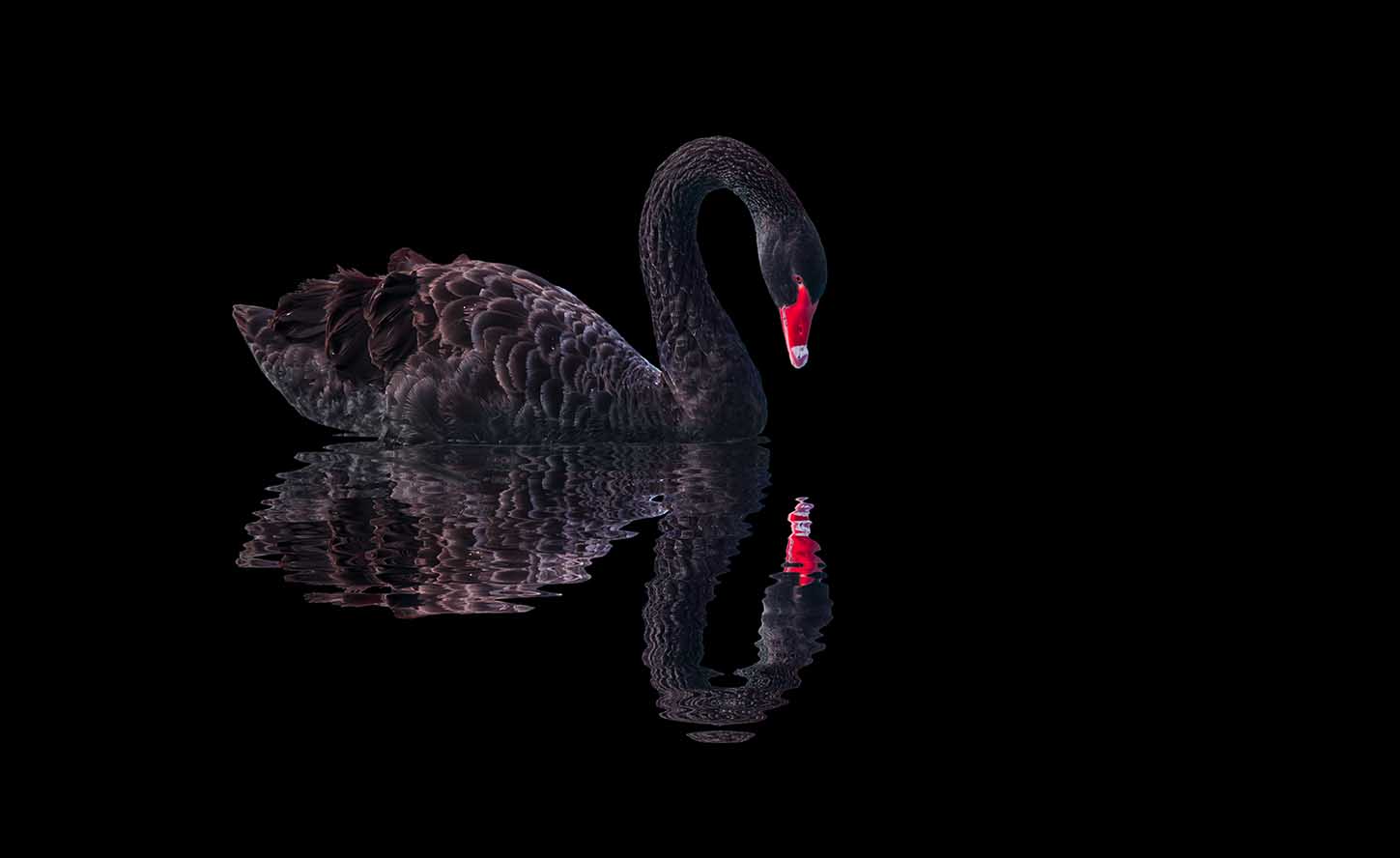 Supply Chain Risk - black swan image